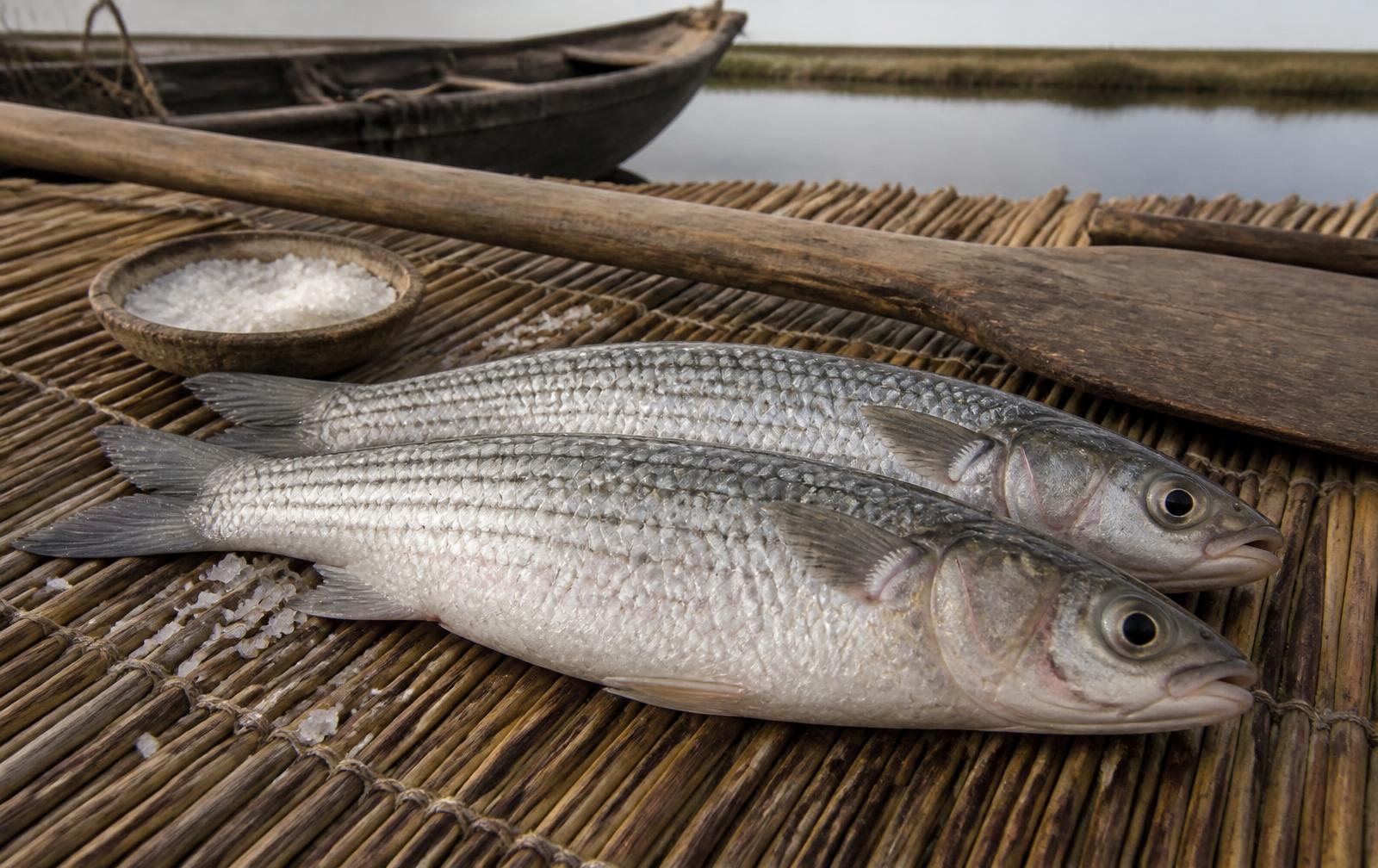 Two whole fresh grey mullet on a reed mat beside coarse sea salt and a wooden oar, with a calm lagoon and fishing boat behind